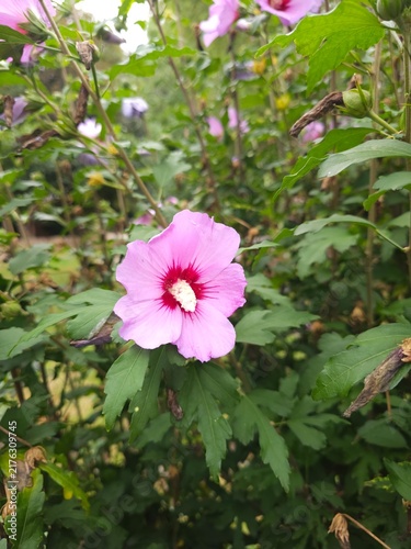 Fotografie Flower of Hibisicus syriacus_Common Hibiscus in summer with red heart