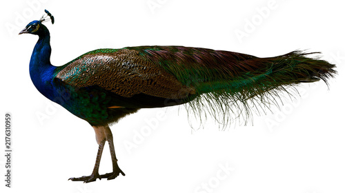 Konstfotografi Vibrant male Indian peacock with iridescent blue neck and long green tail feathe