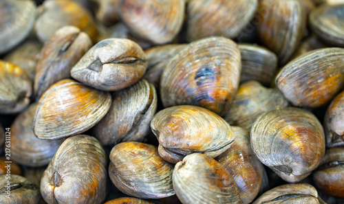 Cuadro en lienzo Clams shell texture