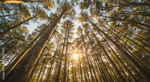 Tall trees forest sunny day outdoors.