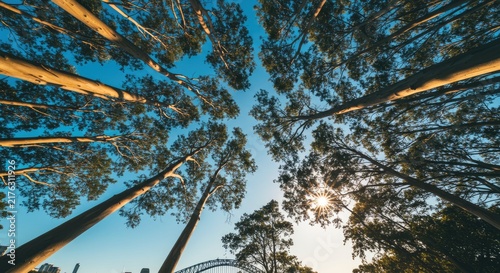 Tall trees against blue sky background.