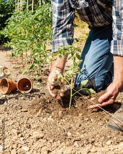 Close-up of farmer's hands planting tomato seedling in soil in organic field. Garden work in spring. Traditional agriculture.