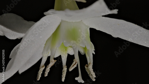 Konstfotografi Close-up of a white Amazon lily flower showing pollen-covered stamens and the central pistil against a dark background