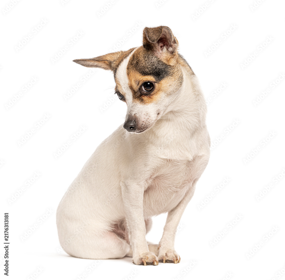 Obraz premium Small chihuahua jack russell mix dog sitting
