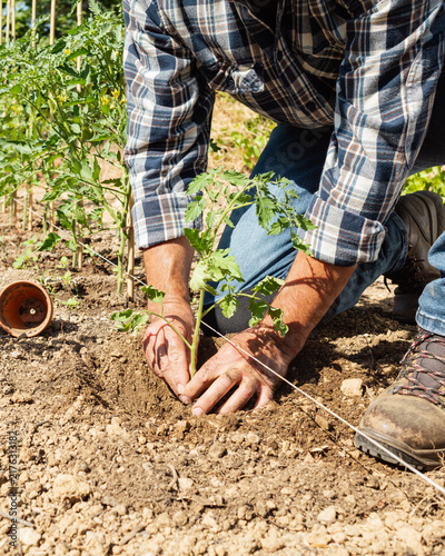Close-up of farmer's hands planting tomato seedling in soil in organic field. Garden work in spring. Traditional agriculture.