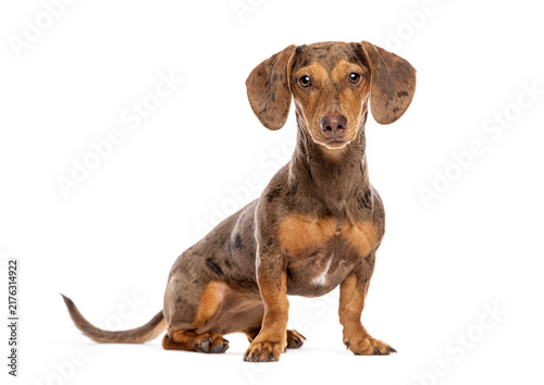 Foto Dapple dachshund dog sitting looking at camera