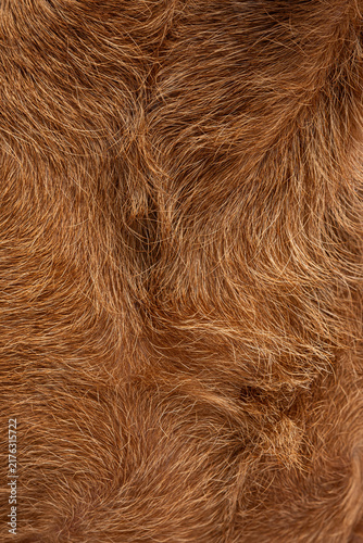 Quadro su tela wire haired dachshund dog fur texture providing natural background surface