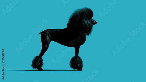 Poodle silhouette standing against vivid teal background