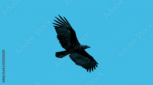Eagle silhouette soaring with wings extended against blue background