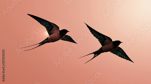 Two swallows silhouette flying against pink sky background