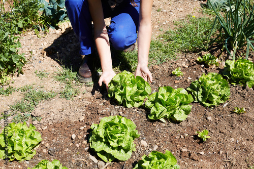 Fotografie Female Farmer Kneeling to Harvest Fresh Green Butterhead Lettuce Rows in Organic