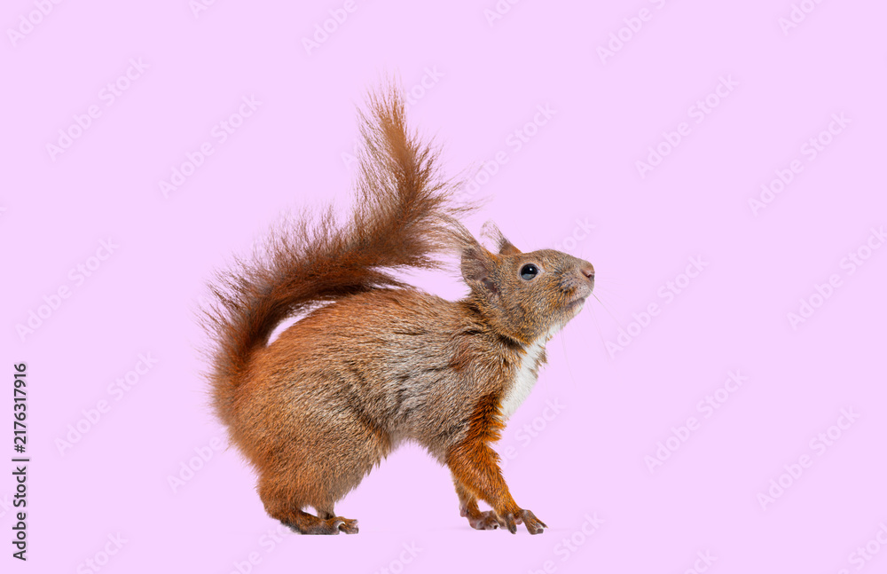 Naklejka premium Red squirrel standing looking up lilac background