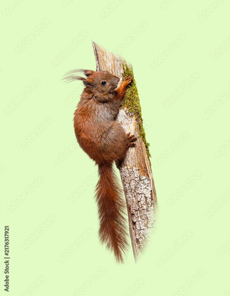 Naklejka premium Red squirrel sciurus vulgaris climbing mossy tree trunk