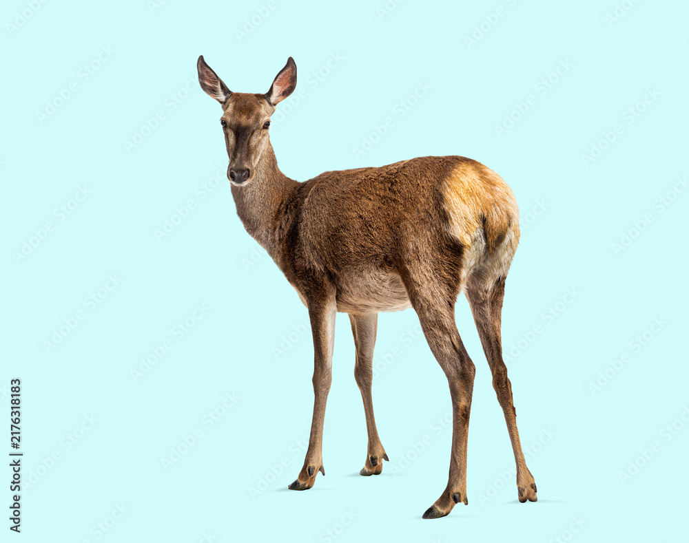 Naklejka premium Red deer doe standing looking at camera