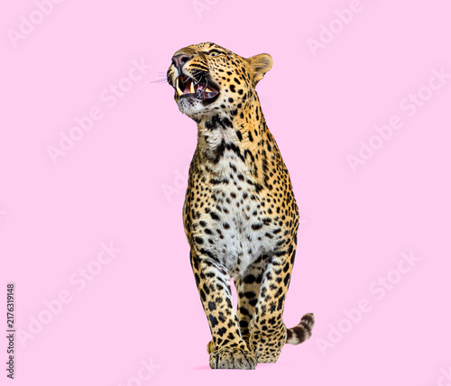 Canvastavla Leopard snarling standing on pink background