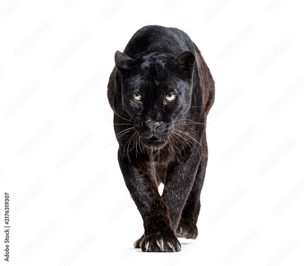 Naklejka premium Black panther approaching camera isolated on transparent background