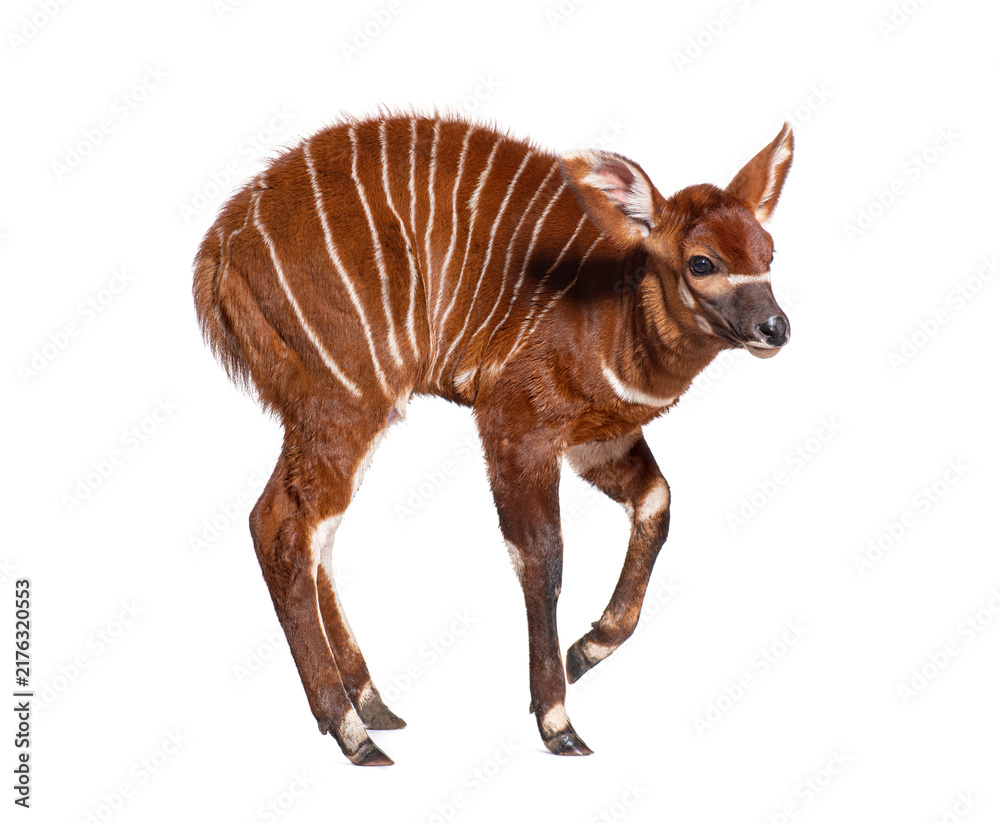 Naklejka premium Young bongo, tragelaphus eurycerus, one month old bongo calf standing isolated on white background looking