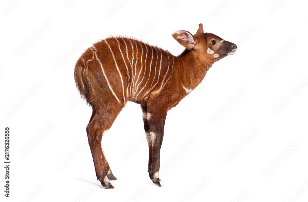 Naklejka premium Young bongo, tragelaphus eurycerus, one month old eastern bongo calf standing on white background