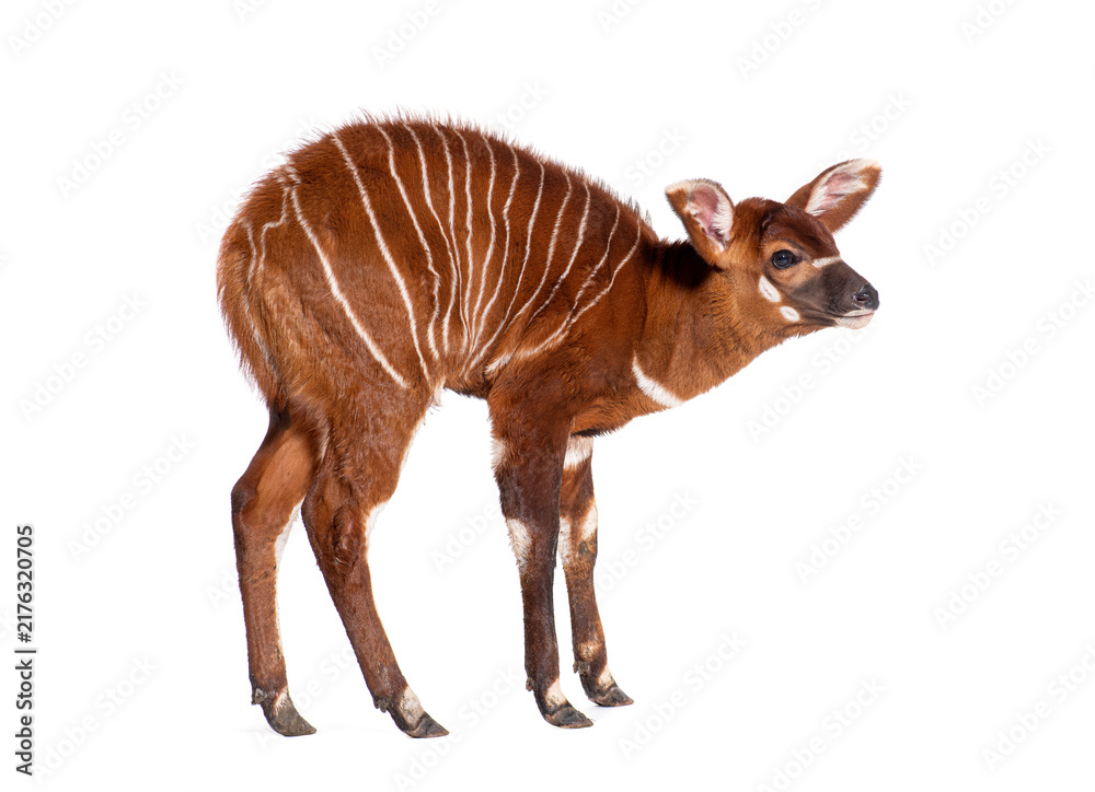 Naklejka premium Young bongo, tragelaphus eurycerus, one month old young bongo antelope standing on white background