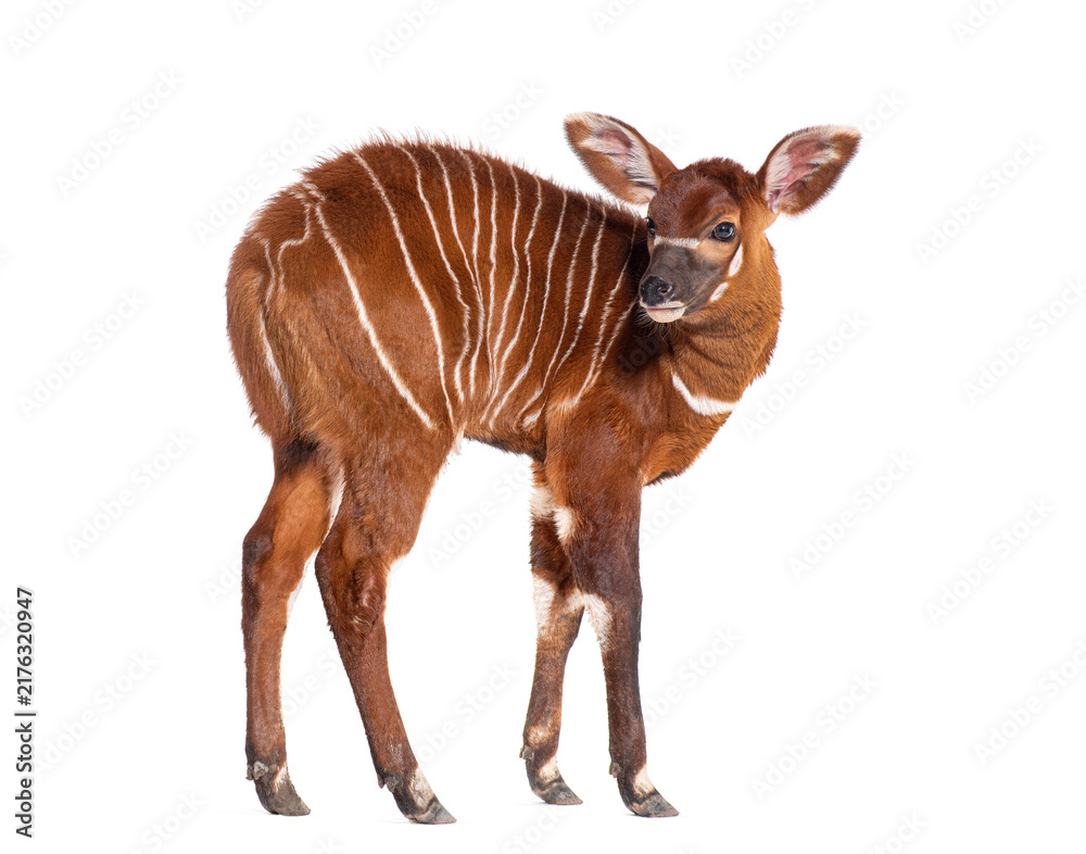 Naklejka premium Young bongo, tragelaphus eurycerus, one month old eastern bongo calf standing on white background