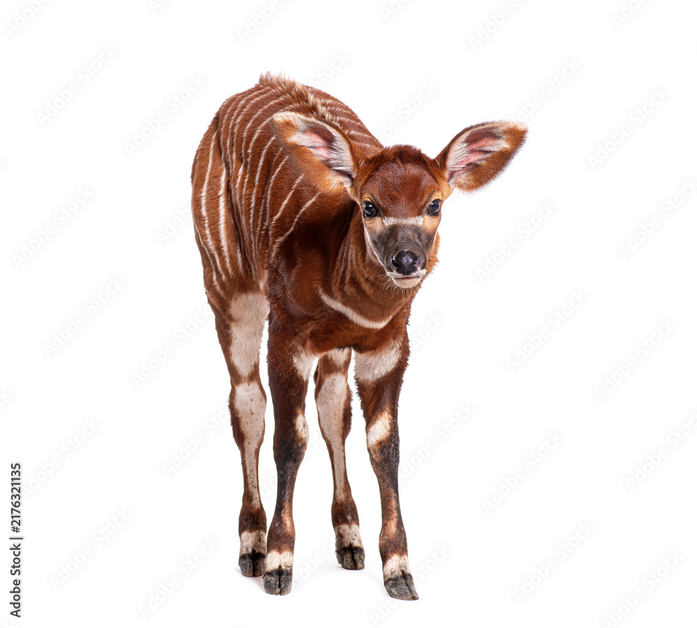 Naklejka premium Young bongo, tragelaphus eurycerus, one month old bongo calf standing, looking at camera, white background