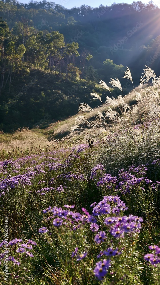 Obraz premium Expansive Hokkaido restoration meadow with dewdrops
