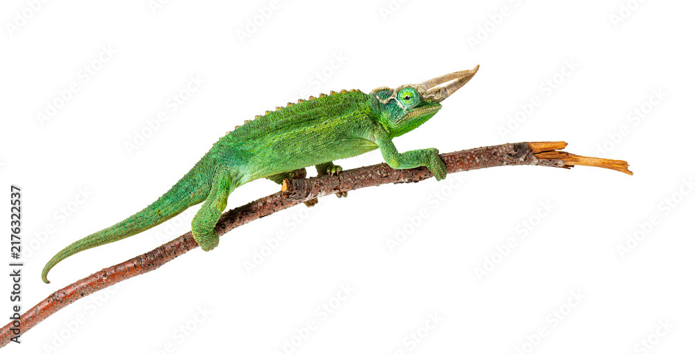Fototapeta premium Jackson's horned chameleon perching on bare branch