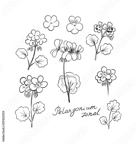 Pelargonium, geranium plants - sketch, illustration on white background