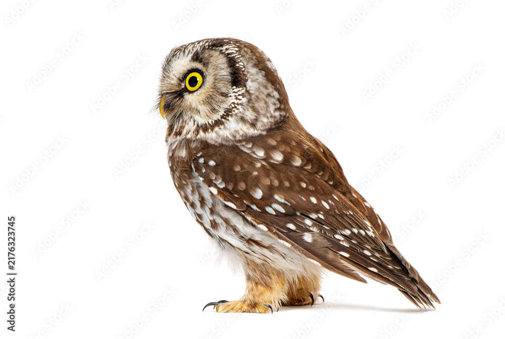Fototapeta premium Tengmalm's owl standing looking away on white background