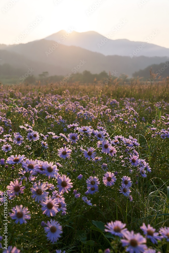Obraz premium Expansive Hokkaido restoration meadow with dewdrops