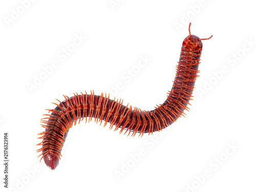 Konstfotografi Mozambique red fire millipede centrobolus species crawling