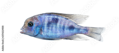 Obraz na plátně Blue dolphin cichlid displaying vibrant colors on white background