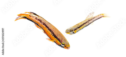 Canvas Print Congo tetra fish swimming isolated white background
