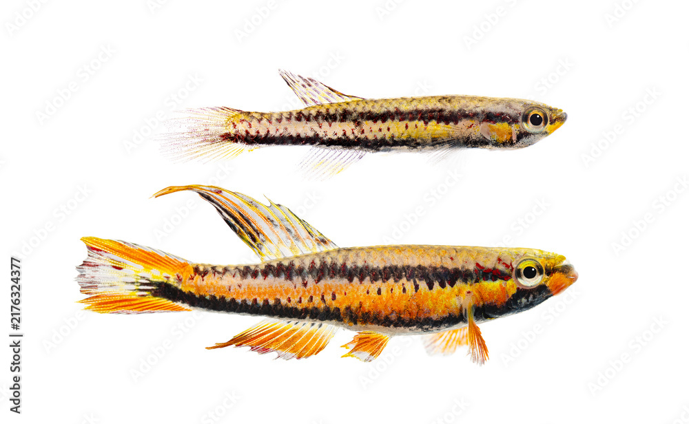 Fototapeta premium Aphyosemion bitaeniatum fish species swimming