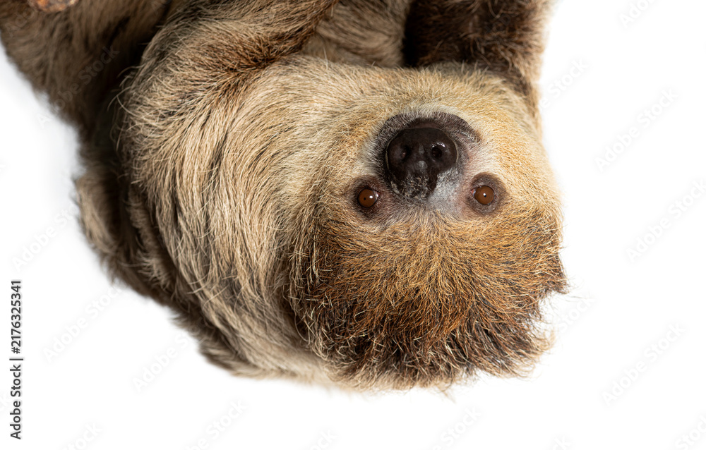 Fototapeta premium Southern two toed sloth hanging upside down looking