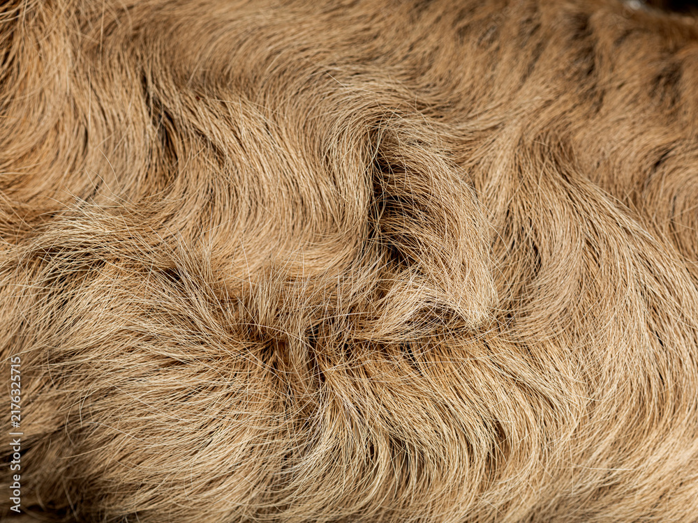 Fototapeta premium Linnaeus's two toed sloth fur surface texture background