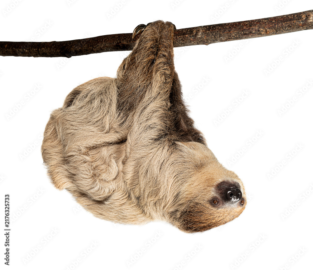 Fototapeta premium Southern two toed sloth hanging upside down on branch
