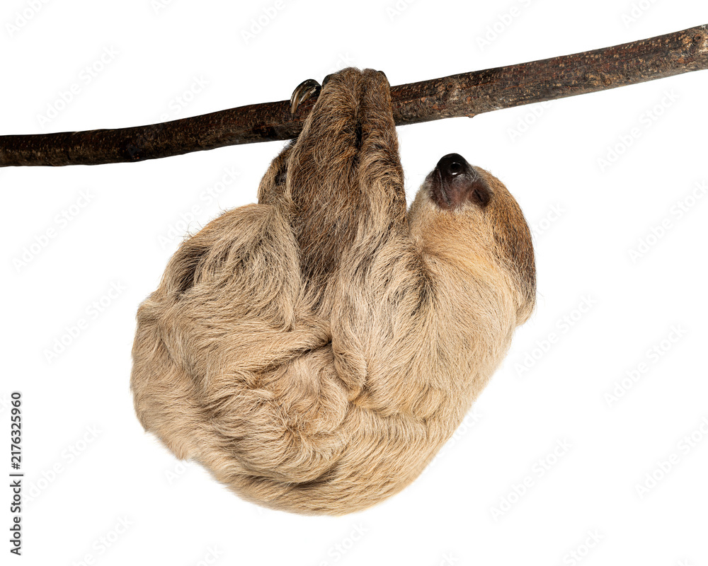 Fototapeta premium Southern two toed sloth hanging on branch