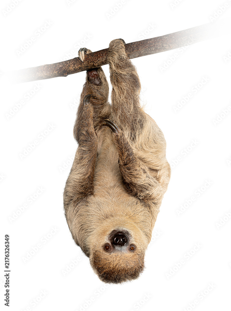 Fototapeta premium Two toed sloth hanging upside down on branch