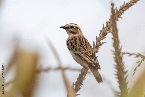 Foto Stiaccino ( Saxicola rubetra )