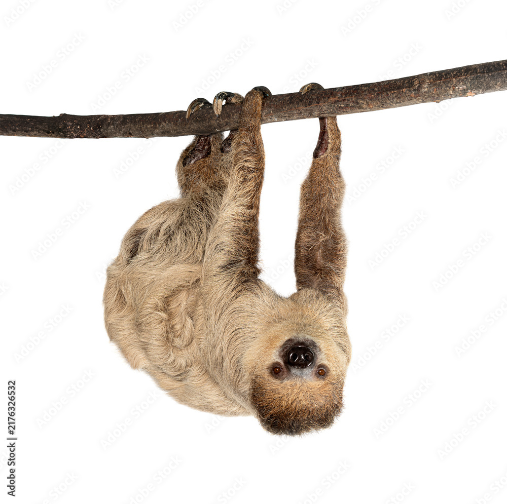Fototapeta premium Linnaeuss two toed sloth hanging upside down on branch