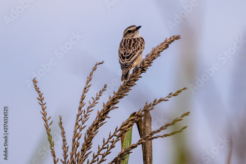 Canvastavla Stiaccino ( Saxicola rubetra )