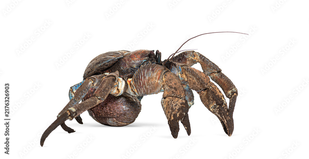 Obraz premium Coconut crab, birgus latro, walking isolated on white
