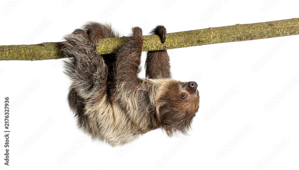 Fototapeta premium Two toed sloth hanging upside down on branch