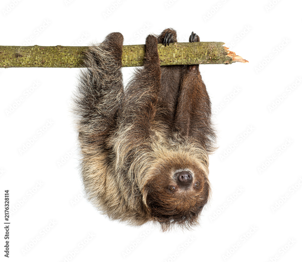 Fototapeta premium Linnaeus's two toed sloth hanging from branch