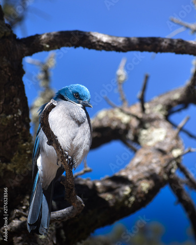 Bild auf Leinwand blue jay on branch