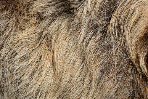 Canvas Print Sloth fur details showing unique shaggy texture