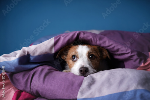 Jack Russell Terrier looks from beneath a purple blanket while relaxing indoors. Curious small dog creates a warm home comfort and lazy weekend concept.