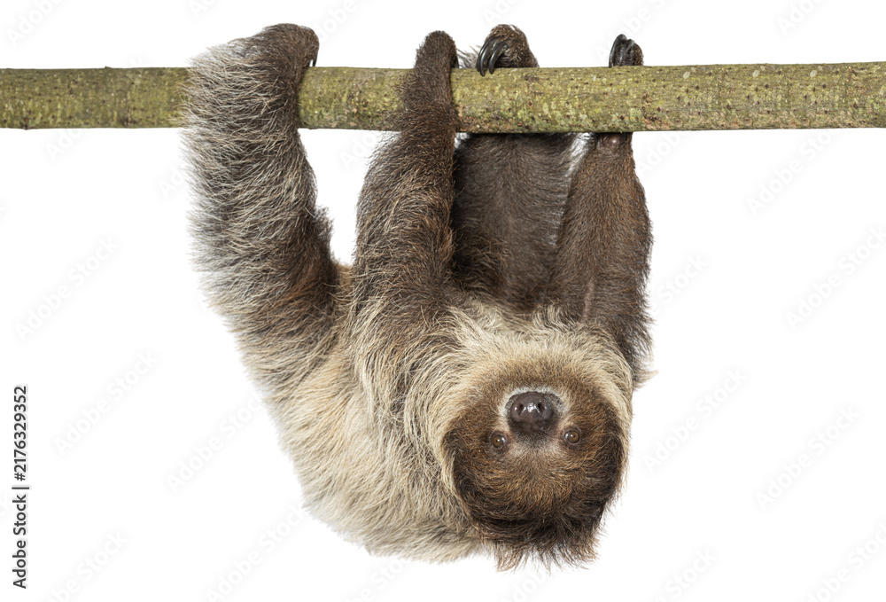 Fototapeta premium Sloth hanging upside down on tree branch