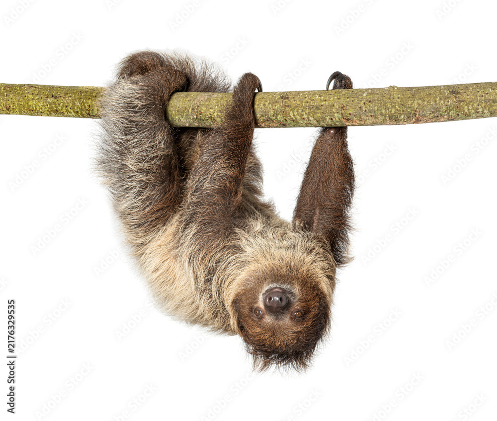 Fototapeta premium Linnaeus's two toed sloth hanging on branch looking down